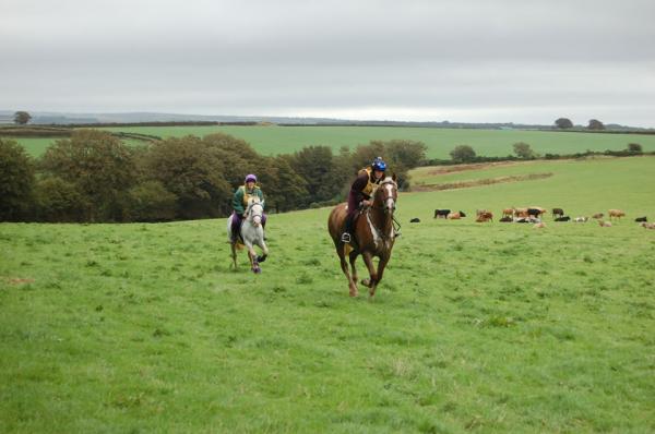 News - Equine Influenza Policy