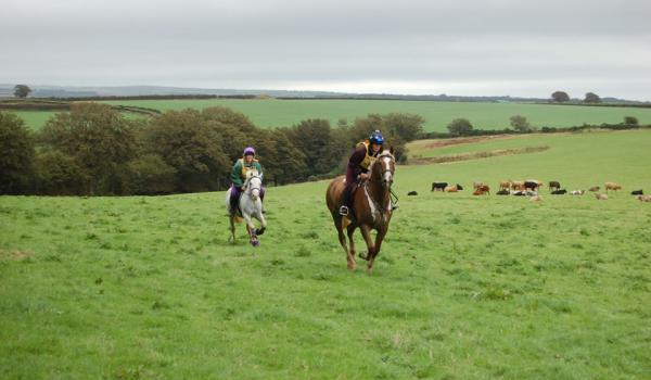 Equine Influenza Policy